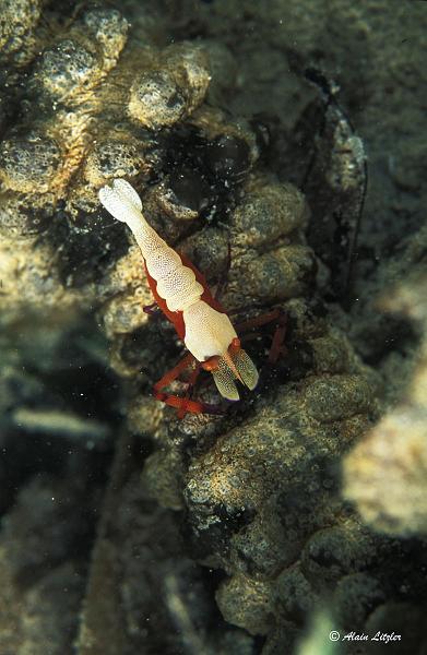 Periclimenes Imper737349  2007 Alain LITZLER.jpg -   >  Voir la fiche   